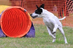 Karalyn Bell_Agility_Name unter die Fotos (1)