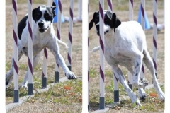 Karalyn Bell_Agility_Name unter die Fotos (10)