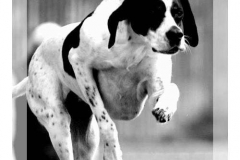 Karalyn Bell_Agility_Name unter die Fotos (2)