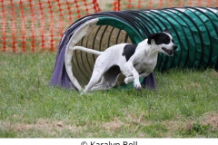 Karalyn Bell_Agility_Name unter die Fotos (3)