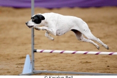Karalyn Bell_Agility_Name unter die Fotos (4)