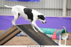 Karalyn Bell_Agility_Name unter die Fotos (5)
