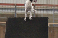Karalyn Bell_Agility_Name unter die Fotos (6)