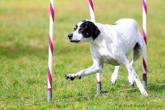 Karalyn Bell_Agility_Name unter die Fotos (7)