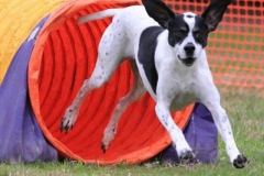Karalyn Bell_Agility_Name unter die Fotos (8)
