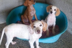 12193646_1690248401206916_3325461303345686375_n