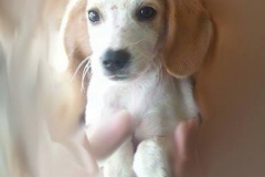 1508212_1690248327873590_4336220857527556150_n