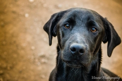 12341029_1701721560059600_8404950153596535283_n