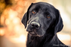 12345527_1701721556726267_4045328989841256893_n