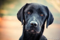 12359997_1701721566726266_8886367370756809828_n