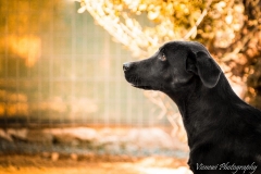 12391436_1701721653392924_8045236170537743652_n