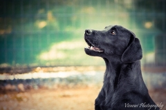 12391798_1701721603392929_4058623620490566118_n