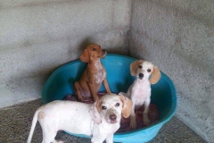 12046762_1688428348055588_9156767164531254067_n