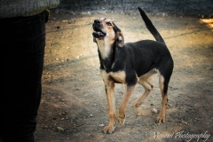 12359917_1701393300092426_5674103592585809183_n