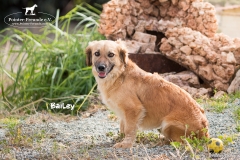 Bailey IMG_0832-960