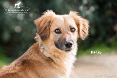 Bailey IMG_0867-960