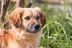 Bailey IMG_0916-960