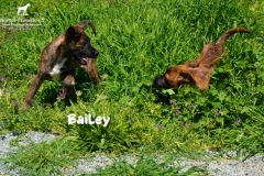 bailey_2