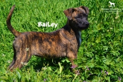 bailey_3