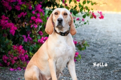 Bella IMG_0496-960