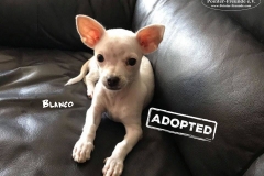 blanco_adopted