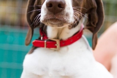 12122447_1685605548337868_6565100892143970865_n