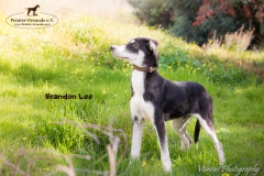 Brandon Lee IMG_2882-960