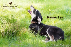 Brandon Lee IMG_2902-960