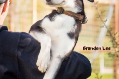 Brandon Lee IMG_2944-960