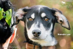 Brandon Lee IMG_2950-960