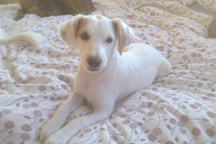 10623317_1708054316092991_4506774012096160122_o