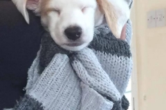 1170662_1708054309426325_8712776388481422012_n