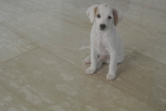 12401679_1708054322759657_8886421623353552835_o