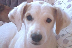 1936495_1708054352759654_5219365930253589285_n