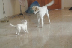 535065_1708054389426317_6496703657929537053_n