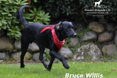 BrucewillismitLogo6