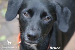 PortraitBruce