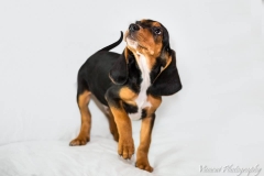 12509009_1710432422521847_9085276229611967884_n