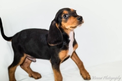 379638_1710432425855180_2398246328137961485_n