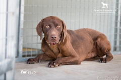 Canello IMG_0045-960