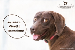 Canello IMG_0069-960 Canello sm