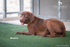 Canello IMG_0085-960