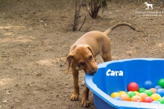 cara_2