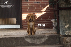 cara_3