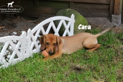 cara_4