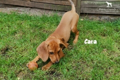 cara_5