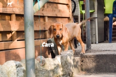 cara_hb
