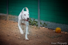 1173605_1707574542807635_8715164470064149561_n