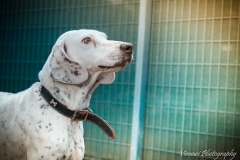 1916931_1707574582807631_5022431975619050588_n