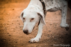 1935654_1707574546140968_5374828863190379409_n